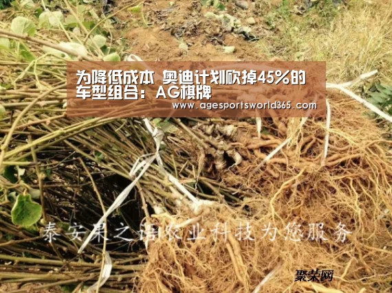 为降低成本 奥迪计划砍掉45%的车型组合：AG棋牌